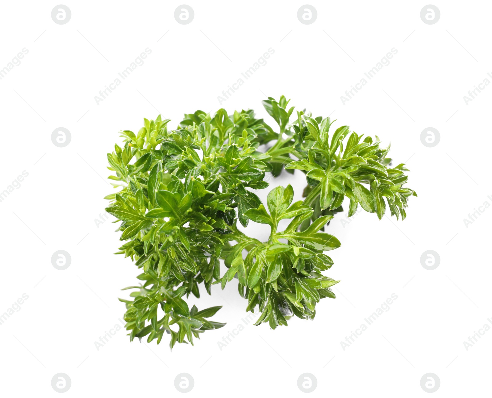 Photo of Aromatic fresh green parsley on white background