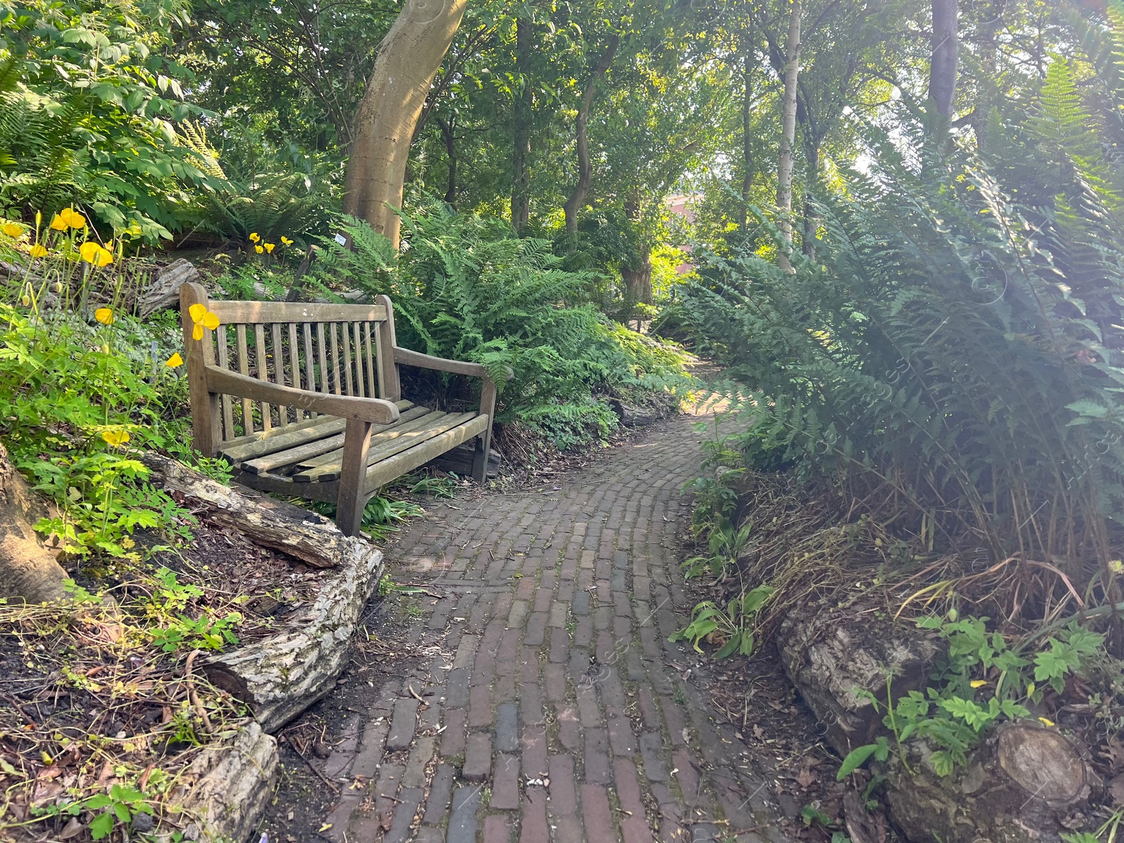 Photo of Wooden bench near pathway in beautiful park