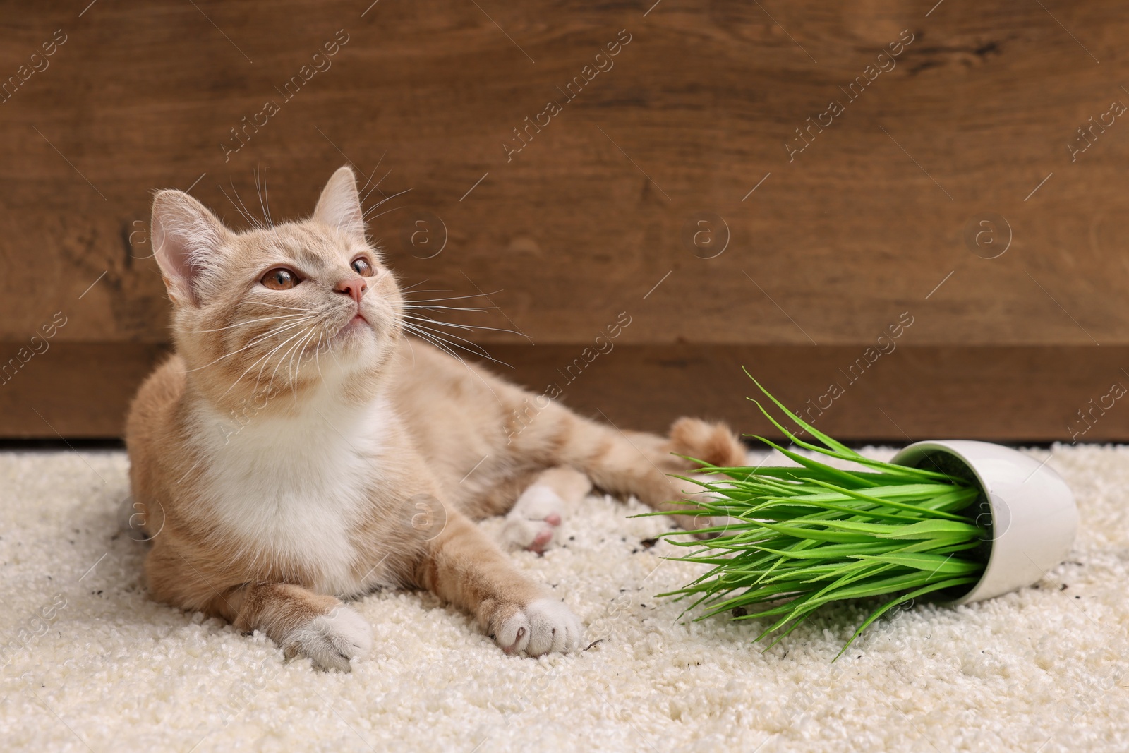 Photo of Cute ginger cat near overturned houseplant on carpet at home