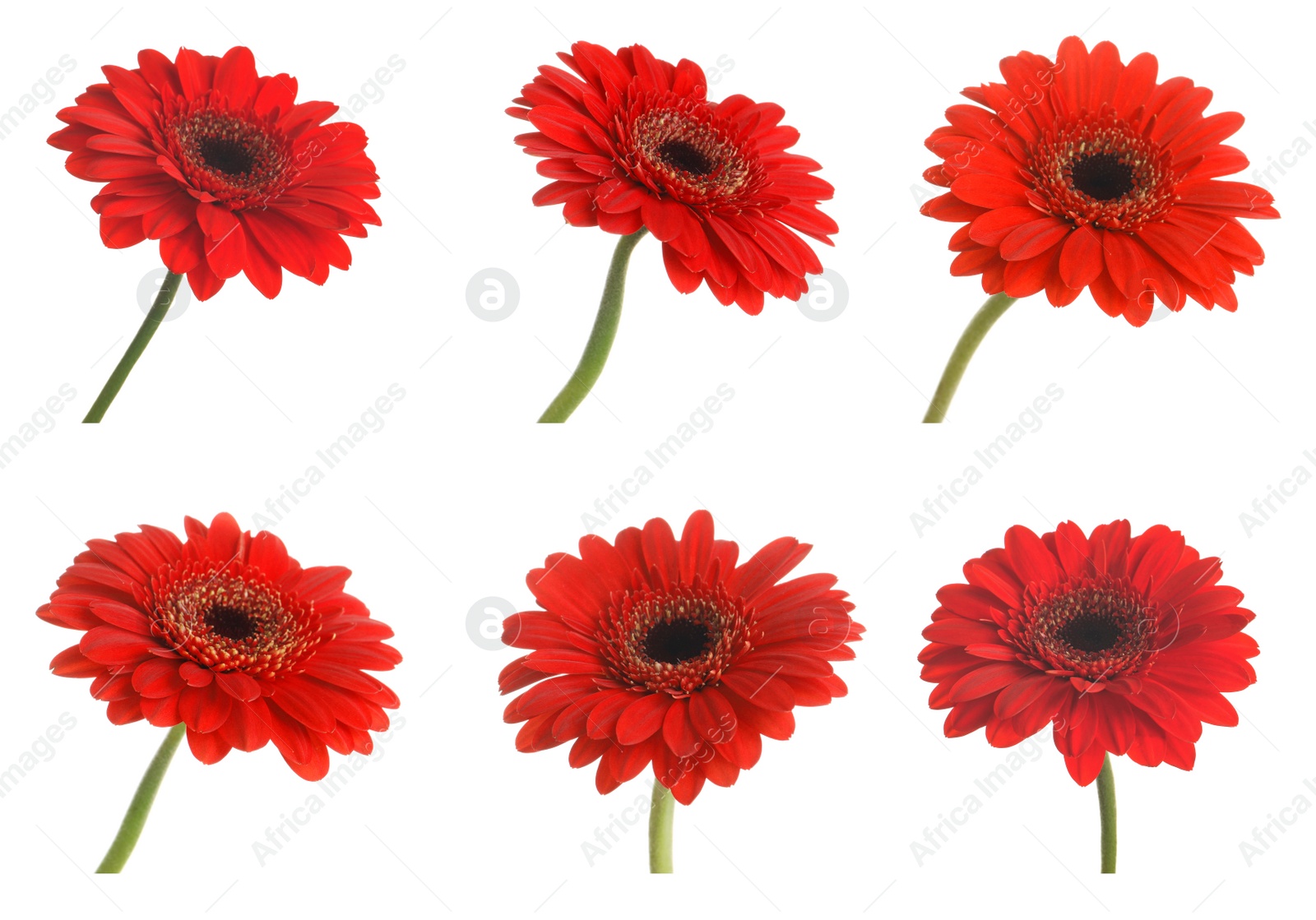 Image of Set of beautiful red gerbera flowers on white background