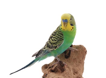 Photo of Beautiful parrot perched on wood against white background. Exotic pet