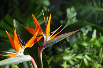 Photo of Bird of Paradise tropical flowers on blurred background, closeup