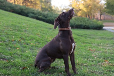 Cute German Shorthaired Pointer dog on green grass in park