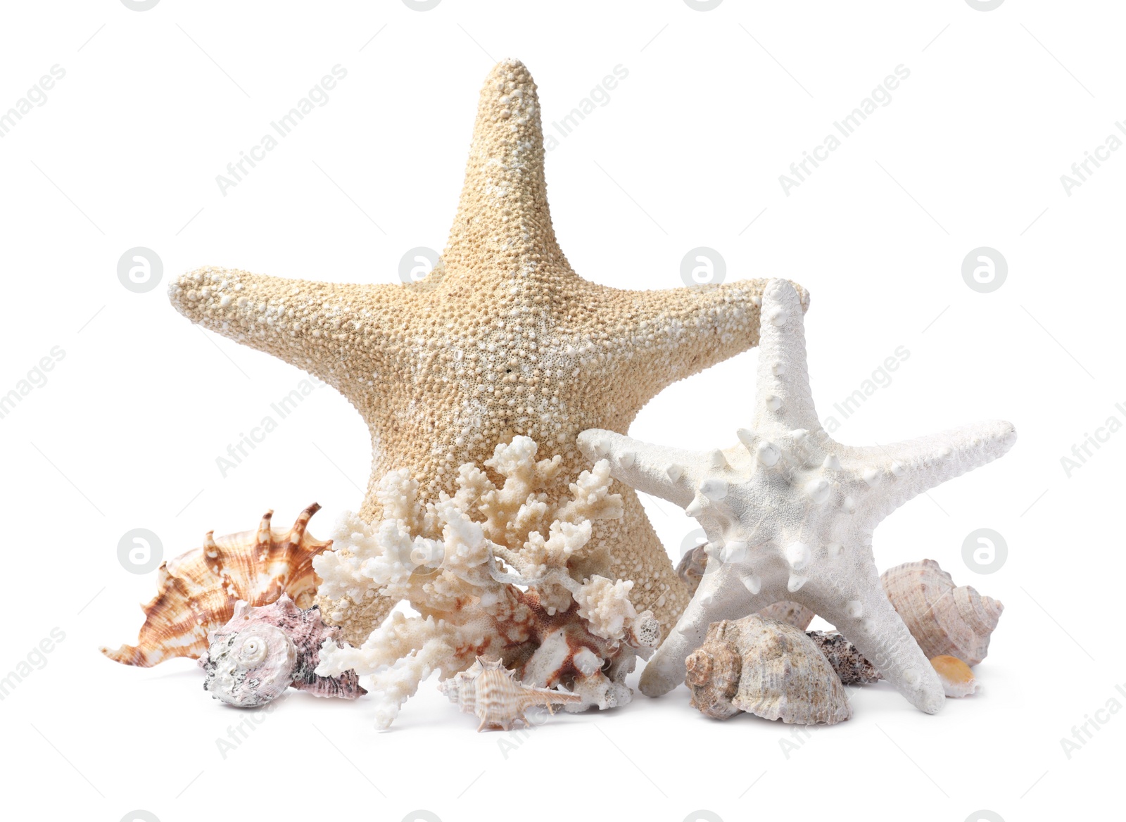 Photo of Beautiful sea stars, coral and seashells on white background