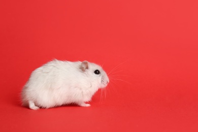 Photo of Cute funny pearl hamster on red background, space for text