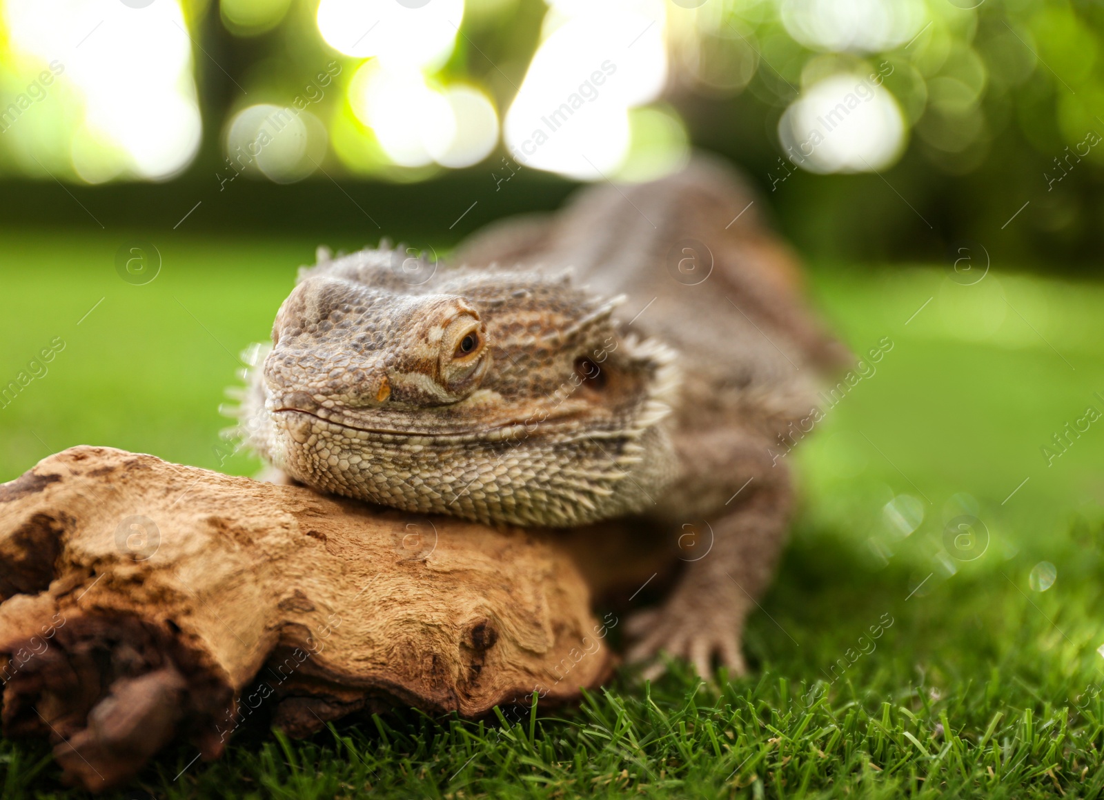 Photo of Bearded lizard (Pogona barbata) and tree branch on green grass, closeup. Exotic pet