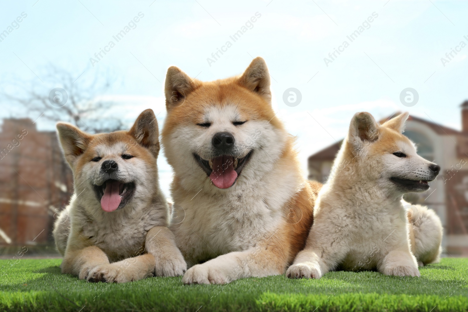 Photo of Adorable Akita Inu dog and puppies on artificial grass near window