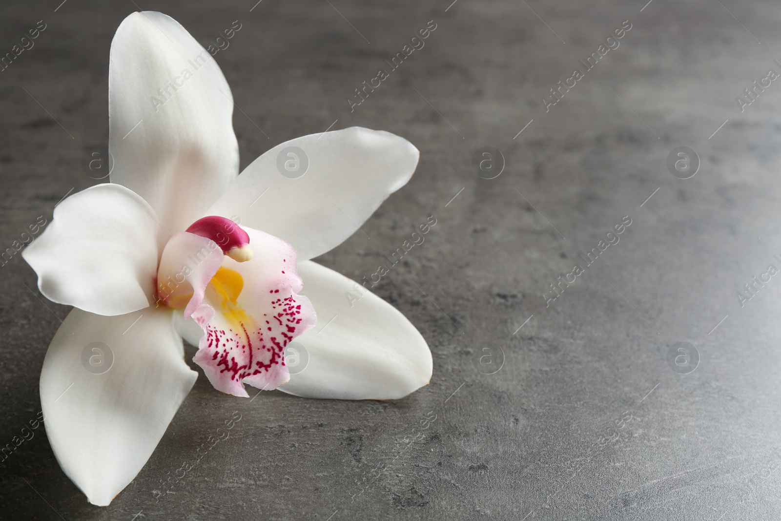Photo of Beautiful tropical orchid flower on grey background, closeup. Space for text