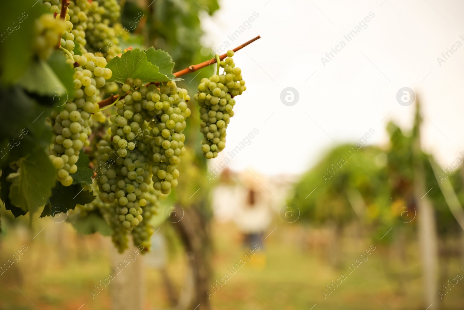 Photo of Beautiful view of vineyard with ripening grapes. Space for text