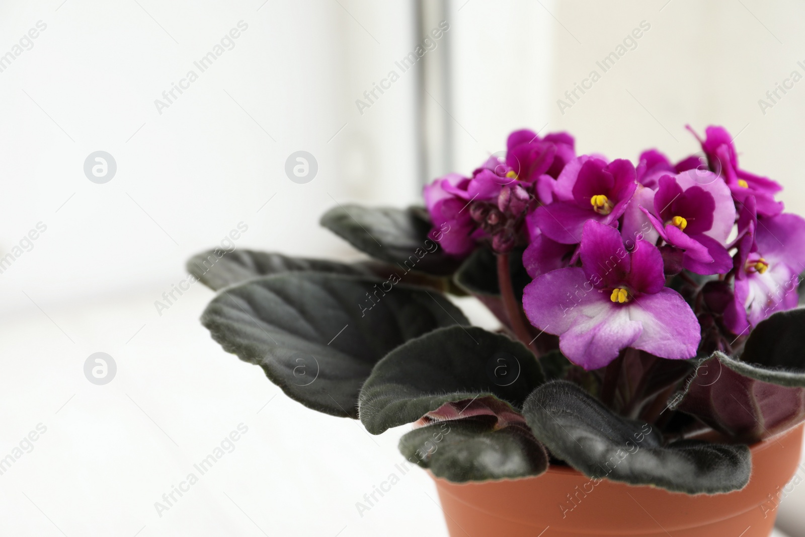 Photo of Closeup view of beautiful potted violet flowers on window sill, space for text. Plant for house decor