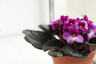 Closeup view of beautiful potted violet flowers on window sill, space for text. Plant for house decor