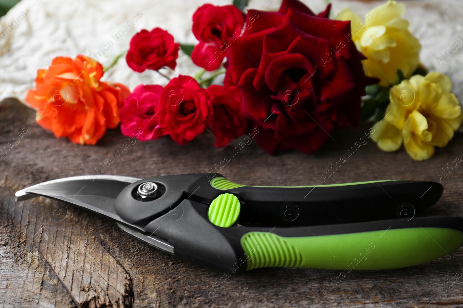 Photo of Secateur and beautiful roses on wooden surface, closeup