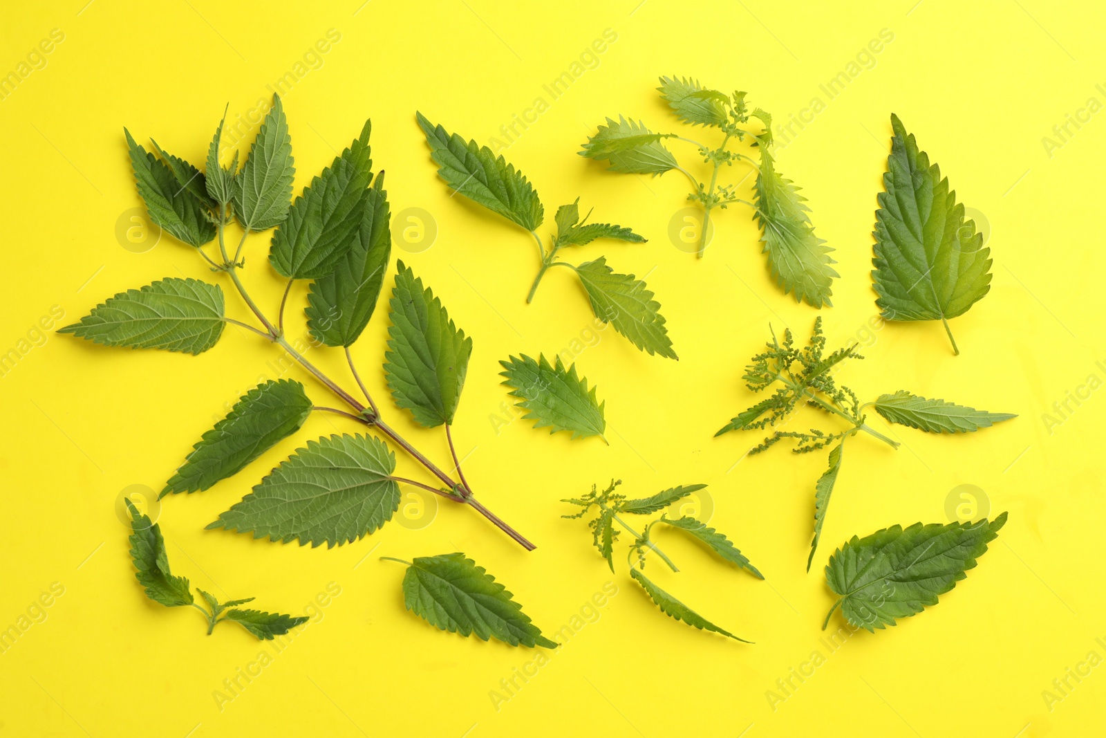 Photo of Fresh stinging nettle leaves on yellow background, flat lay