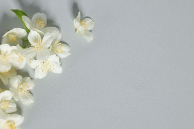 Beautiful jasmine flowers on grey background, flat lay. Space for text