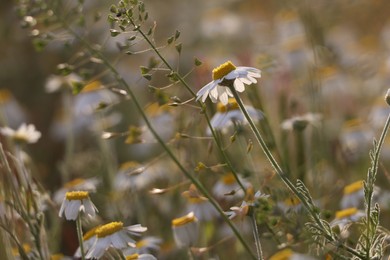 Beautiful chamomile growing outdoors on sunny day. Meadow flowers