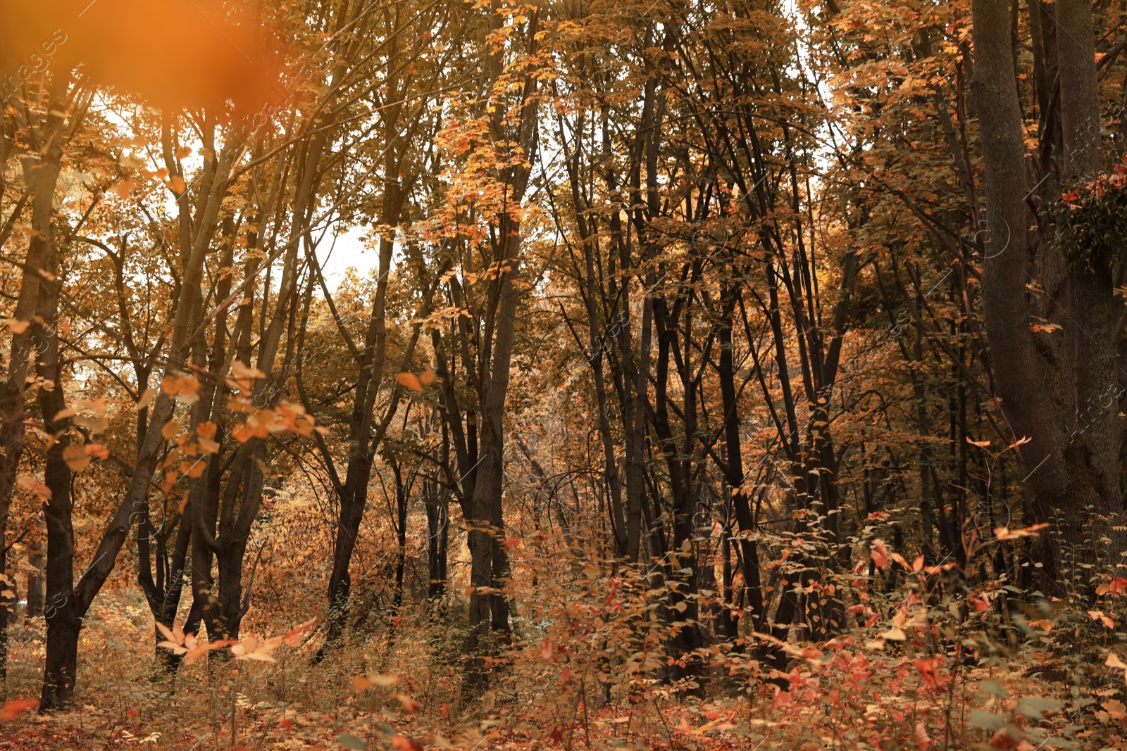 Photo of Beautiful view of forest on autumn day