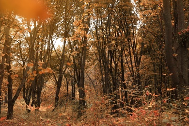 Beautiful view of forest on autumn day