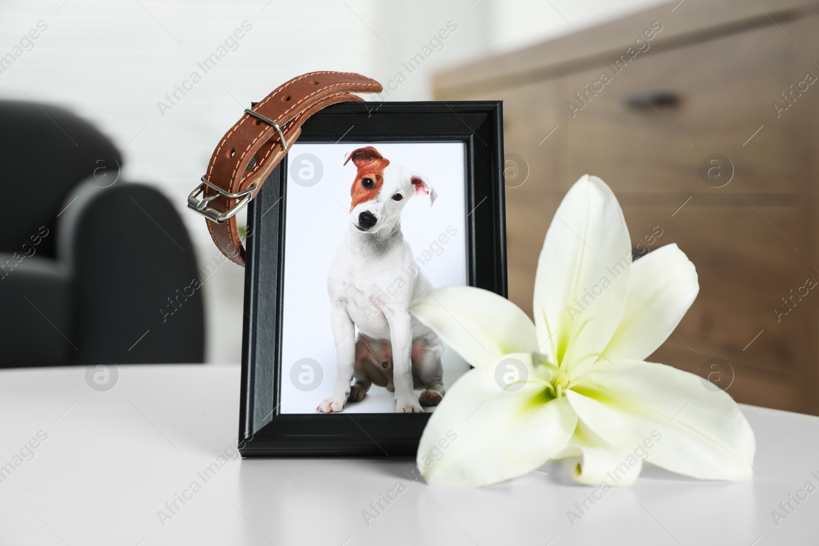 Photo of Frame with picture of dog, collar and lily flower on white table indoors, closeup. Pet funeral