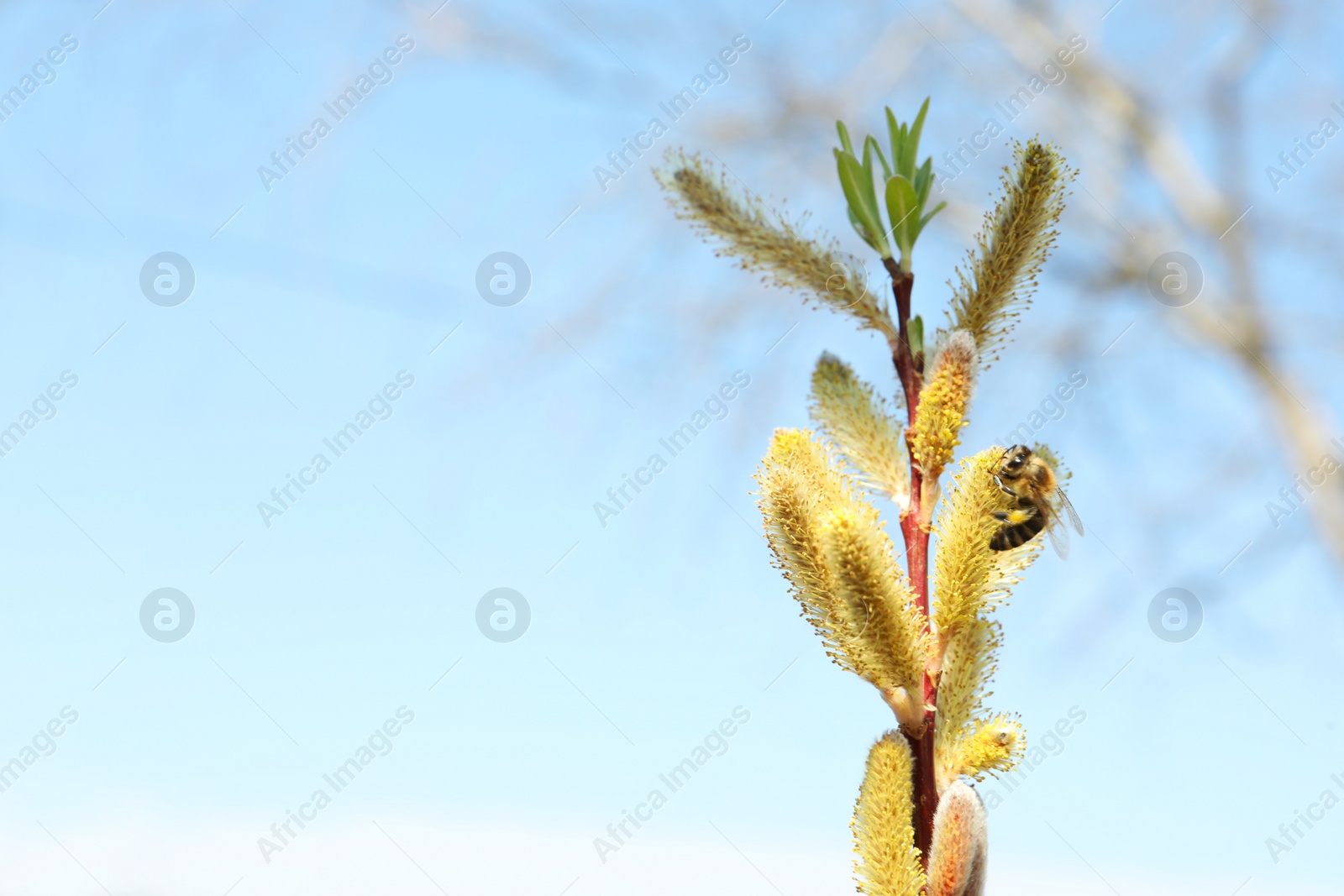 Photo of Bee on beautiful fluffy willow catkin against blue sky, closeup. Space for text