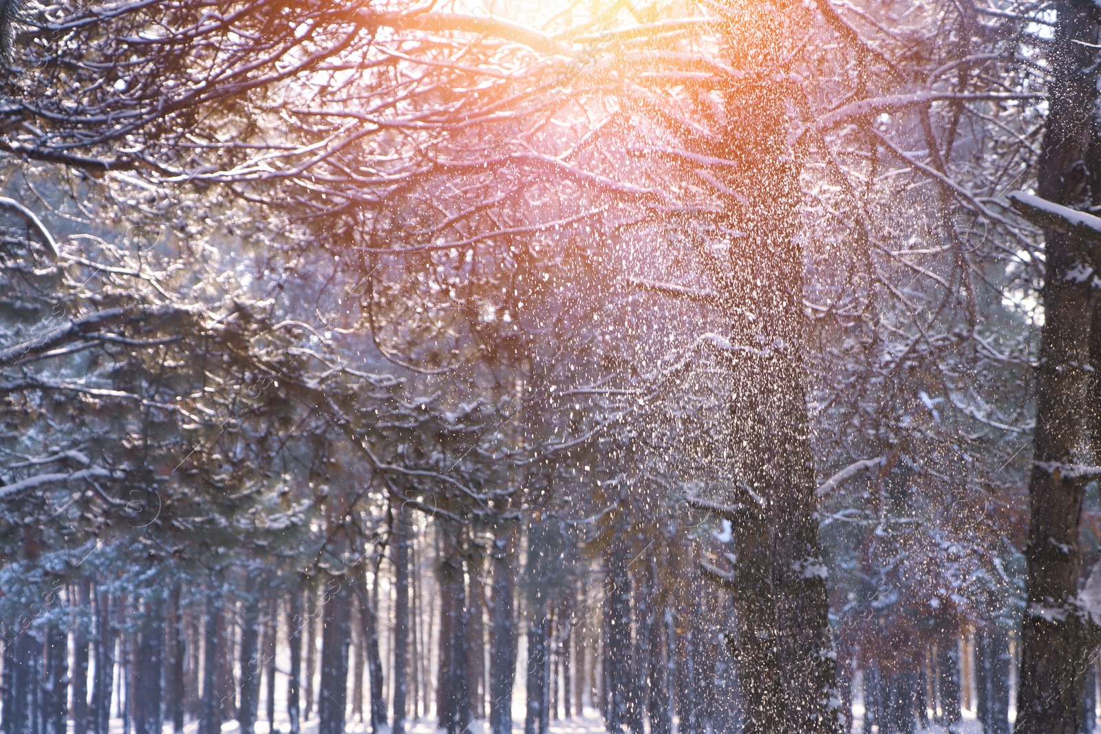 Image of Amazing winter morning. Beautiful forest covered with snow