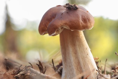 Beautiful porcini mushroom growing in forest on autumn day, closeup