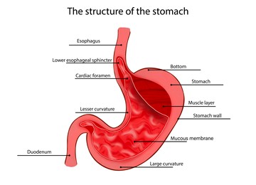 Anatomy image of stomach structure on white background