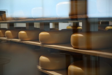 Photo of Fresh cheese heads on rack in factory warehouse