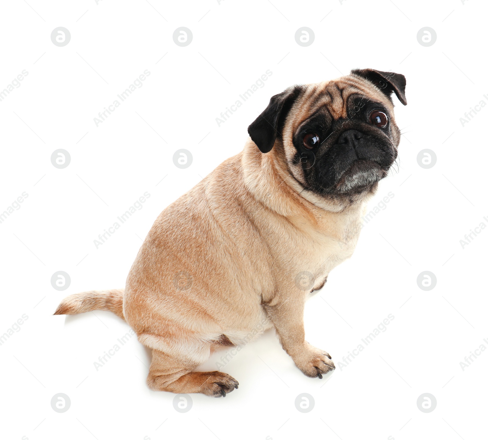 Photo of Happy cute pug dog isolated on white