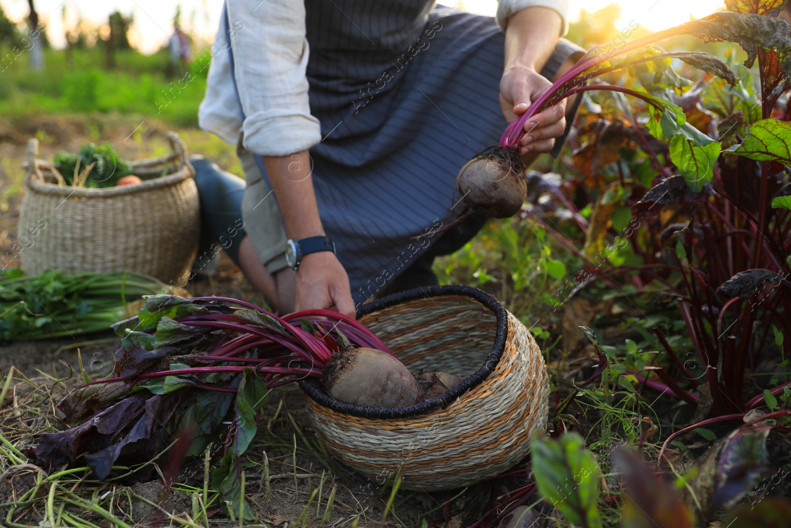 Photo of Man harvesting fresh ripe beets on farm, closeup