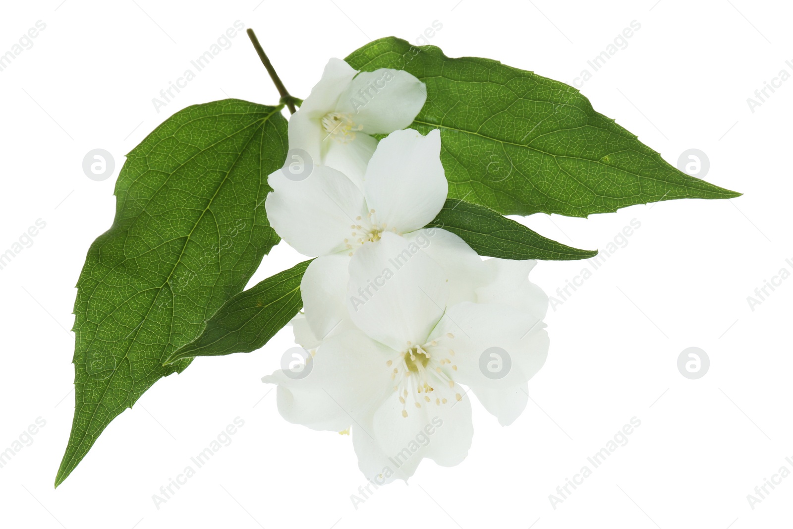 Photo of Branch of jasmine flowers and leaves isolated on white