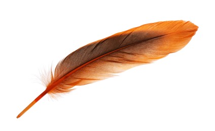 Photo of Beautiful orange bird feather isolated on white