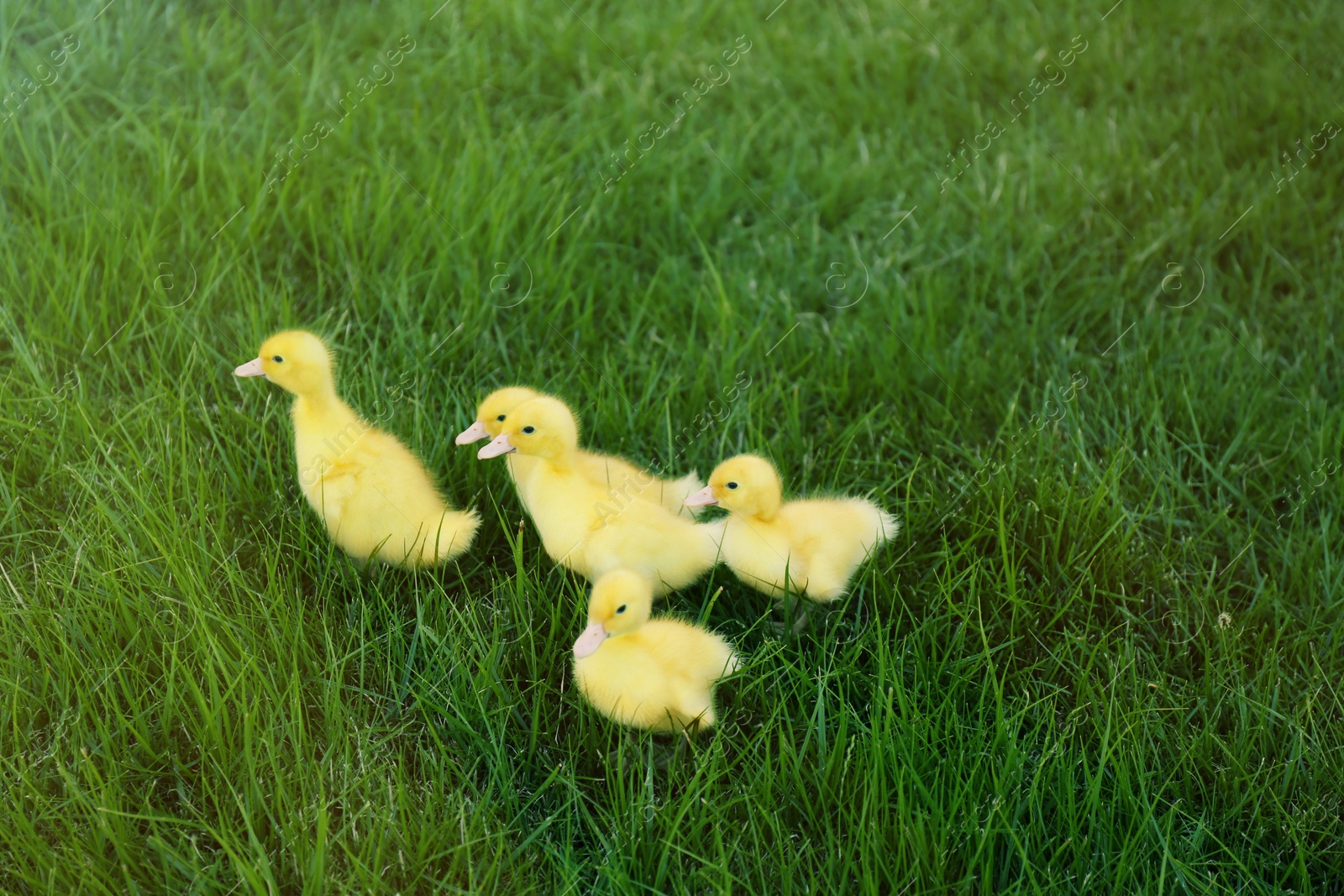 Photo of Cute fluffy goslings on green grass outdoors. Farm animals