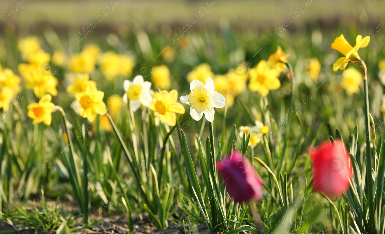 Photo of Field with fresh beautiful narcissus flowers on sunny day