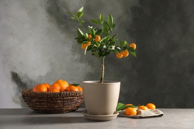 Photo of Composition with potted citrus tree and fruits on table against grey background. Space for text