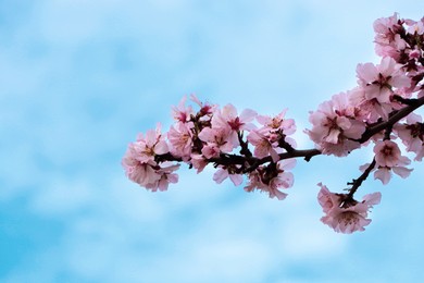 Photo of Delicate spring pink cherry blossoms on tree against blue sky, closeup