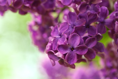 Photo of Beautiful blossoming lilac flowers on blurred background, closeup. Space for text