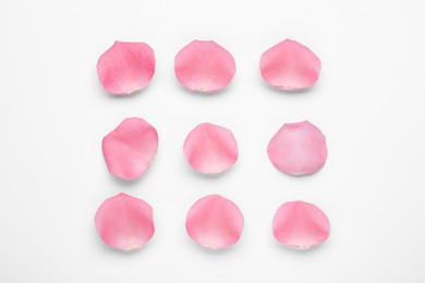 Beautiful pink rose flower petals on white background, top view