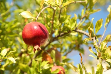Photo of Pomegranate tree with ripening fruit outdoors on sunny day. Space for text