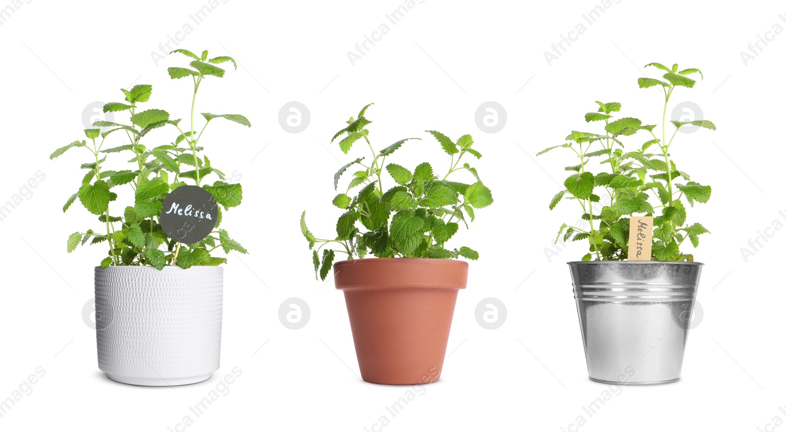 Image of Melissa growing in different pots isolated on white