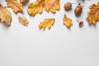 Beautiful composition with autumn leaves on white background, flat lay. Space for text