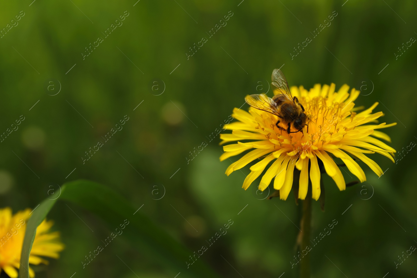 Photo of Bee on yellow dandelion flower outdoors, closeup. Space for text