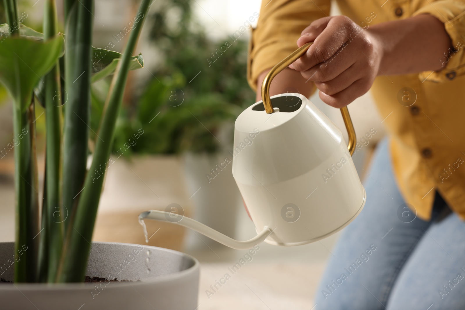 Photo of Woman watering beautiful potted houseplant indoors, closeup