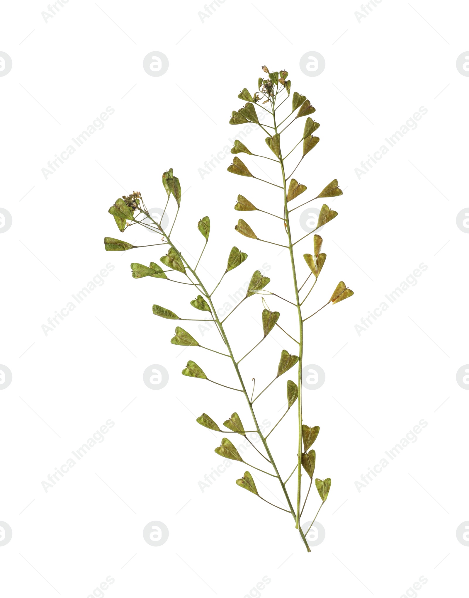 Photo of Dried shepherd's purse flowers on white background