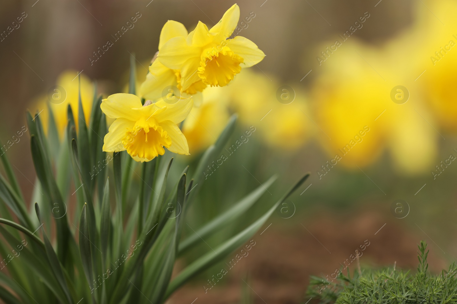 Photo of Beautiful blooming daffodils outdoors on spring day