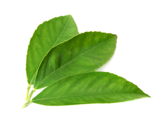 Fresh green citrus leaves isolated on white