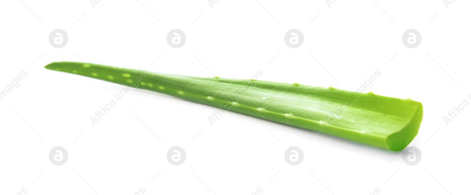 Photo of Aloe vera leaf on white background