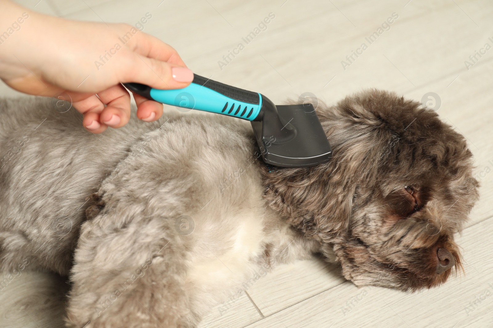 Photo of Woman brushing cute Maltipoo dog indoors, closeup. Lovely pet