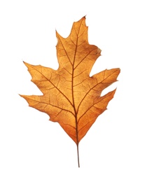 Beautiful autumn leaf on white background. Fall foliage