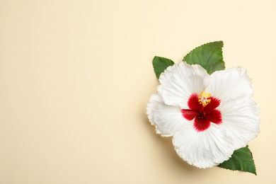 Photo of Beautiful tropical hibiscus flower with leaves on beige background, top view. Space for text