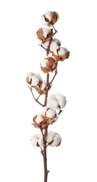 Beautiful fluffy cotton flowers on white background